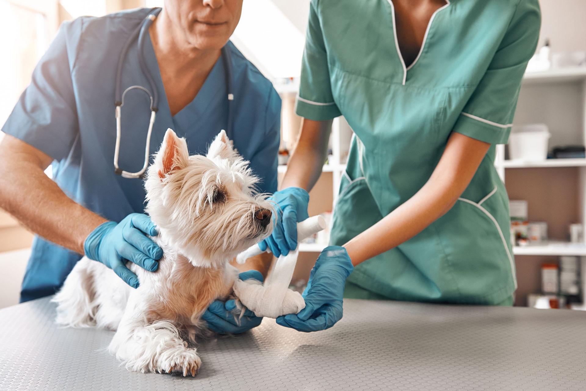 Auxiliar T&eacute;cnico Veterinario